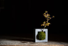 Charger l'image dans la galerie, Bonzai - Momiji