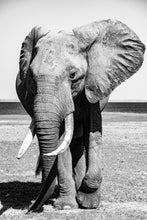 Charger l'image dans la galerie, Force tranquille