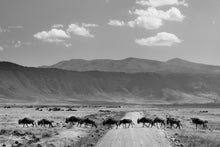 Charger l'image dans la galerie, La migration des gnous