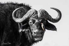 Charger l'image dans la galerie, My best friend