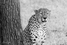 Charger l'image dans la galerie, Auprès de mon arbre