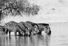 Charger l'image dans la galerie, La petite soif