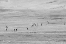 Charger l'image dans la galerie, En quête de nourriture.