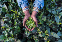 Charger l'image dans la galerie, Tea time