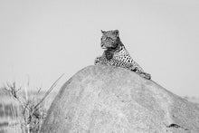 Charger l'image dans la galerie, La sieste