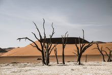 Charger l&#39;image dans la galerie, Le désert du Namib
